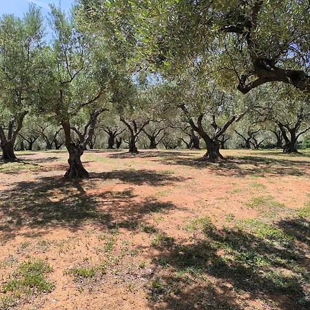 Mountain House Paliouras *